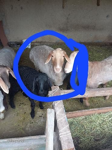 Продаю | Овца (самка) | Арашан | Для разведения | Ярка