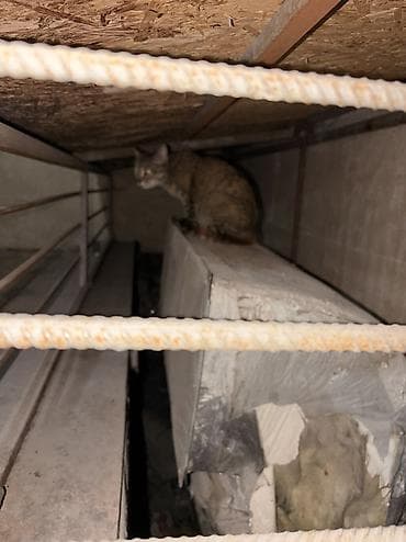 кошки милые: Кошка даром: Беспородная, 1 год, Девочка — 3
