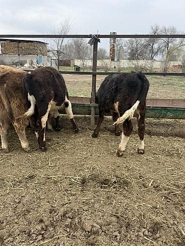 Ветеринар кызматы: Продаю Бычков 6-7 месяцев все хорошие бодрые цена 69000 за оптом — 8