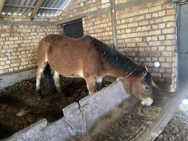 продаю домашние куры: Продаю | Кобыла (самка) | Английская | На забой — 2