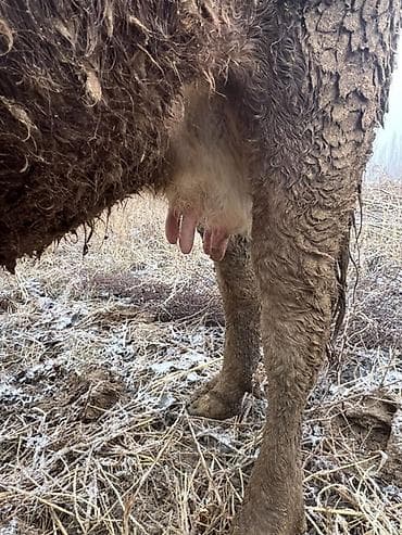 уй коровы: Продаю | Корова (самка) | Для молока | После отела — 3