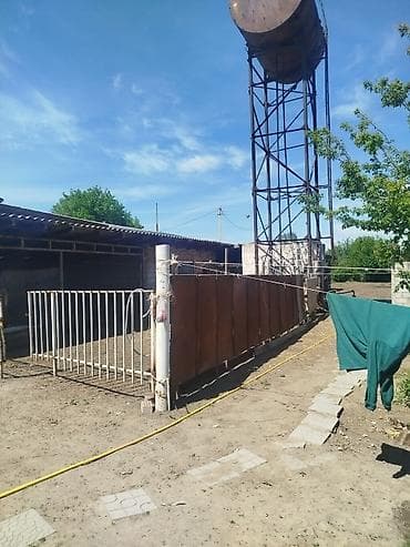 белые ночи отель: Фермерский двор/подворье с хозяйственными постройками и открытыми — 3