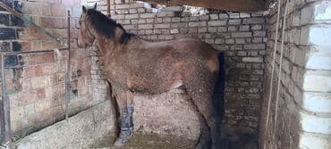 Иттер: Сатам | Байтал | Дончак | Союуга | Мерин — 3