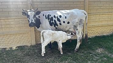 доильный оппарат: Продаю | Корова (самка) | Полукровка | Для молока | После отела — 4