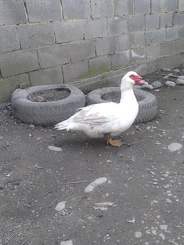 белые утки: Мускусные утки (индоутки) - Порода: мускусная (индоутка), разный — 6