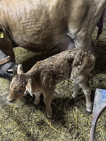 ат бишкек: Сатам | Уй (ургаачы) | Көбөйтүү үчүн, Сүт алуу үчүн — 1