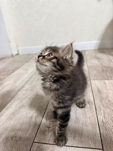 Мышыктар: Отдаю котят в добрые руки Котята домашние, от одной кошки-первокотки — 7