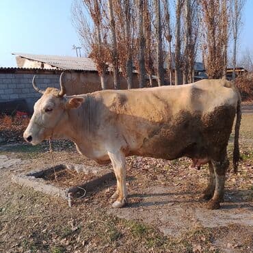 дойных коровы: Продаю | Корова (самка) | Полукровка | Для молока | Привязанные — 4