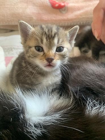 сингапурская кошка: 1 месяц, Мальчик, Приучена к лотку — 3