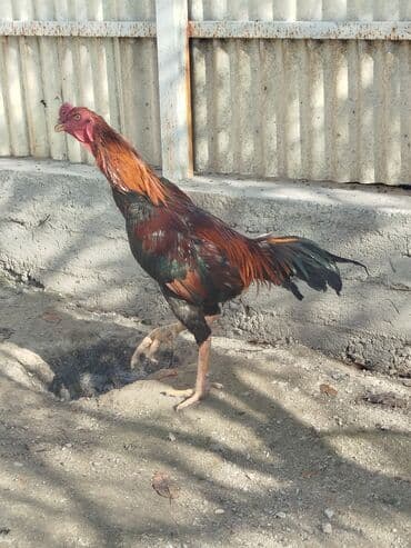 зоомагазин бишкек с животными: Продаю | Куры — 8