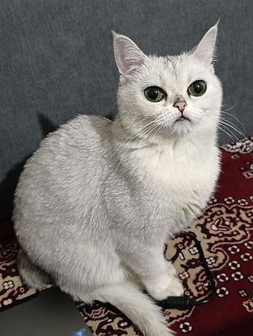cat sofa: Продаю котёнка Шотландский шиншиллы, мальчик родился 28 июня, кушает — 4