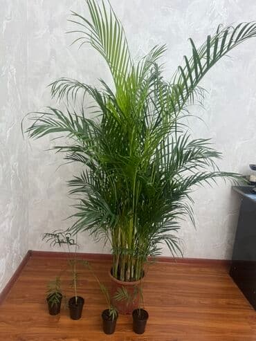 аквариум с рыбами: Пальма комнатная (вероятно арека/хризалидокарпус) в пластиковом горшке — 1