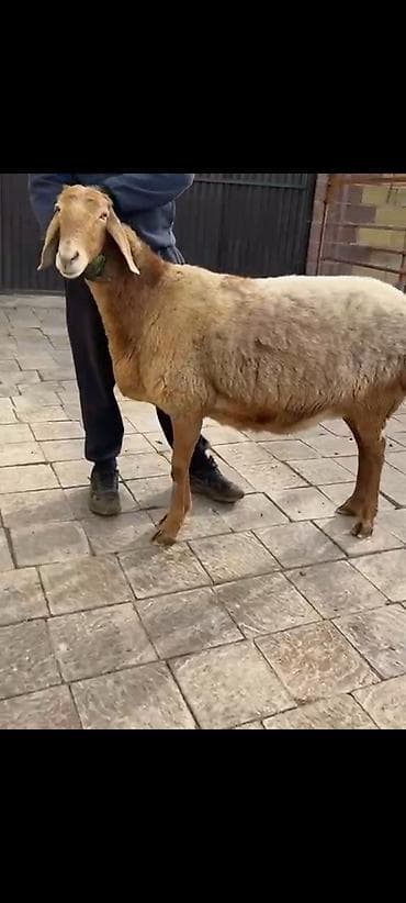 Продаю | Овца (самка) | Арашан | Для разведения | Племенные, Котные, Матка
