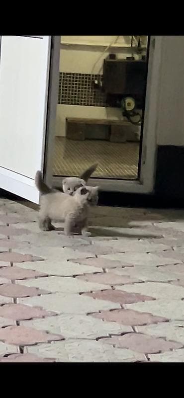 Скотиш Фолд (Шотландская вислоухая), 2 месяца, Девочка, Серый at lalafo.kg Скотиш Фолд (Шотландская вислоухая), 2 месяца, Девочка, Серый