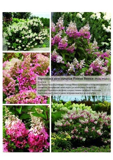 цветы гартензии: Гортензия! Шикарная Гортензия! Метельчатая, крупнолистная, древовидная — 2