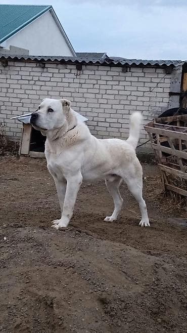 Алабай, 2 года, Самец