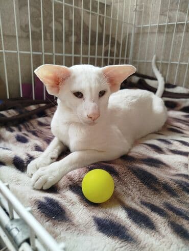 наполнители для кошек: Ориентальная, 4 месяца, Мальчик, Белый, Приучена к лотку, Проглистована, С документами — 27