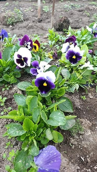 растении: Рассада однолетних цветов для клумб, балконов и контейнеров: - — 10