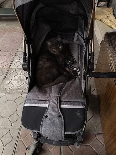 Отдам даром кошку: 11 месяцев, Мальчик, Кастрирована, Метис, Приучена к лотку — 10