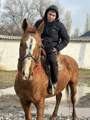 Продаю | Конь (самец) | Дончак | Конный спорт | Племенные, Осеменитель