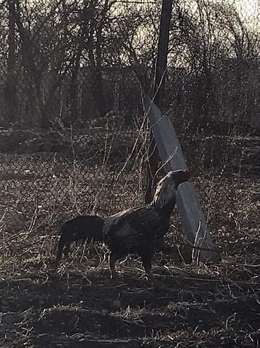 продаю бройлер: Продаю | Петух | Дакан — 2