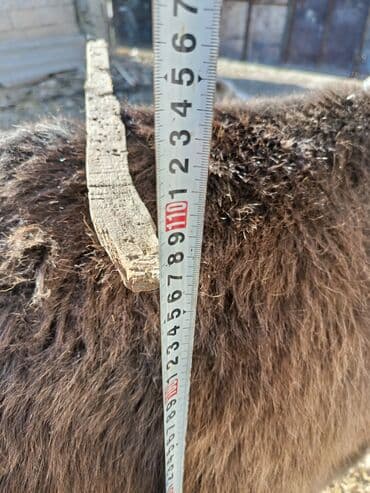 коровы молочные: Мини-ослик (карликовый), ручной. Характеристики: - Окрас — 7