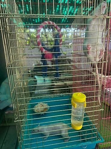 крысу: Белые домашние крысы для содержания в качестве питомцев. Эти грызуны — 3