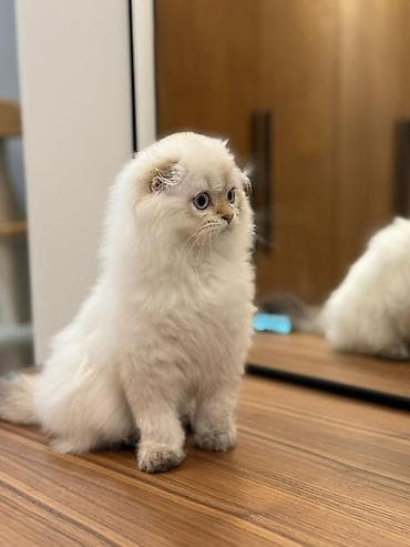 Скотиш Фолд (Шотландская вислоухая), 4 месяца, Мальчик, Приучена к лотку