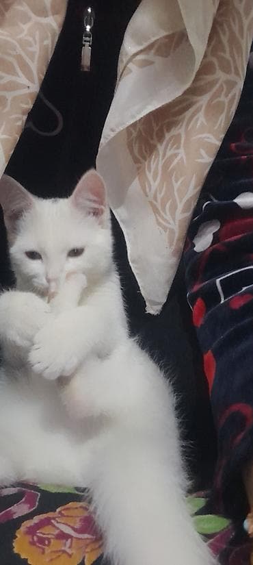 Продажа кошек: Белый котёнок - Окрас: полностью белый, розовый нос и подушечки лап — 3
