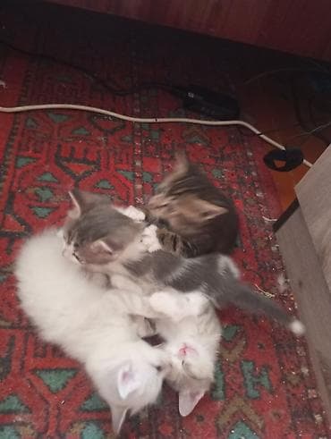 2 месяца, Девочка, Приучена к лотку at lalafo.kg 2 месяца, Девочка, Приучена к лотку