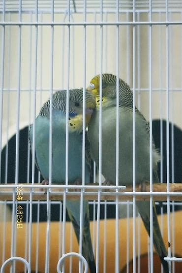 говорящий ожереловый попугай: 🏡 Ищу новый дом для любимых птиц 🏡 Отдам в хорошие и заботливые руки — 2