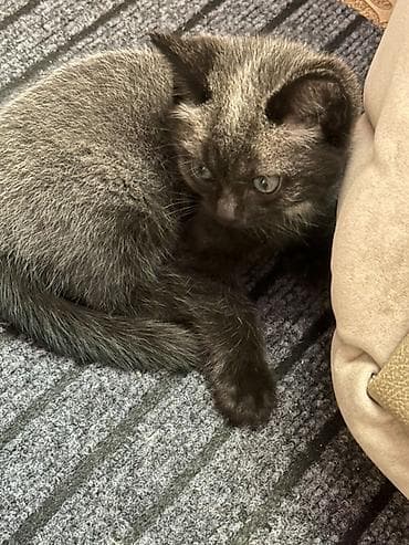 бенгалы котята: Котята, помёт разноокрасочный. - Возраст: примерно 1,5–2 месяца (по — 1