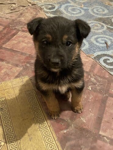 собака питбул: Немецкая овчарка, 1 месяц, Самец — 1