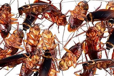 Химчистка мебели: Дезинфекция, дезинсекция, | Клопы, Блохи, Тараканы, | Транспорт, Офисы, Квартиры — 3