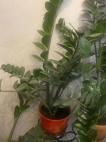 куплю деревья: Комнатные растения в горшках 1) Юкка (Yucca) в пластиковом кашпо: - — 2