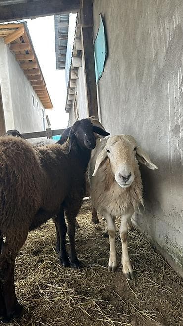 Продаю | Овца (самка) | Для разведения | Матка at lalafo.kg Продаю | Овца (самка) | Для разведения | Матка