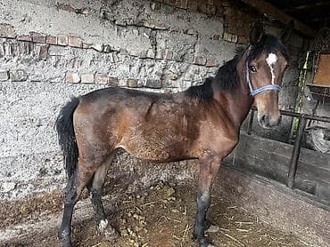 куплю конь: Продаю | Кобыла (самка), Жеребенок | Для разведения — 1