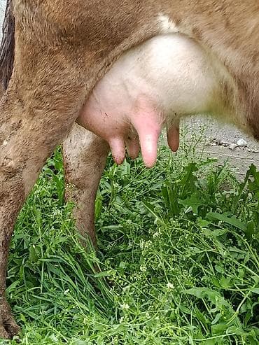 молоко варка: Продаю | Корова (самка) | Алатауская | Для молока | После отела — 8