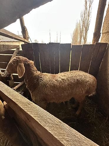 тюк цена: Продаю | Овца (самка) | Арашан | Для разведения | Матка — 1