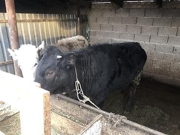 куплю теленок: Продаю | Музоо, торпок | Алатауская | На откорм, Для разведения | Искусственник — 5
