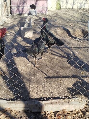 чон арыке: Сатам | Тооктор — 6