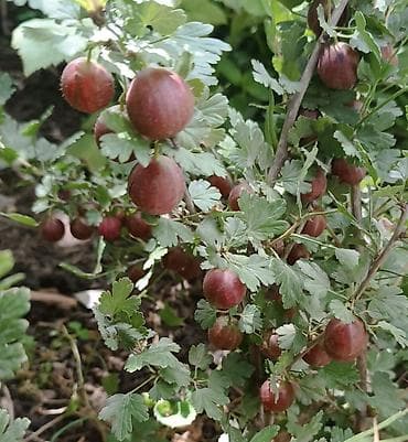 свежий малина: Крыжовник красноплодный (сортовой уст). Куст 2-х летка .Цена — 1