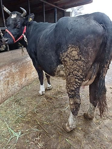 годовалые телки: Продаю | Корова (самка) | Голштин | Для разведения, Для молока | Племенные, После отела, Искусственник — 4