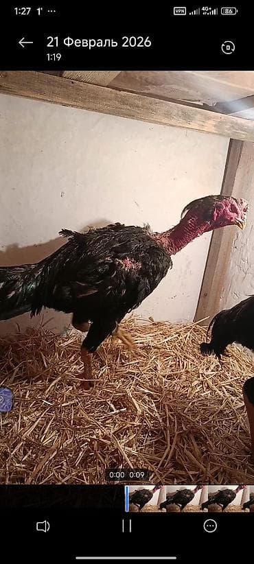 Грызуны: Продаю | Петух | Бойцовая | Для разведения — 3