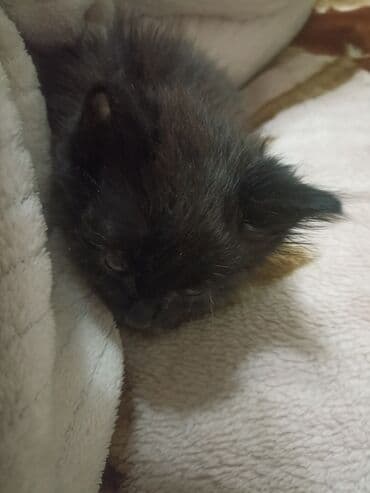 британская вислоухая кошка: Кошка даром: Беспородная, 2 месяца, Мальчик, Приучена к лотку — 1