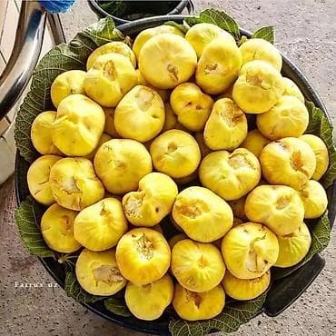 генератор сатылат: Саженцы инжира в индивидуальных пакетах для укоренения/выращивания. - — 1