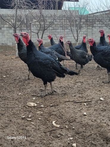 клетка для крыс: Продаю | Индюк (самец) | Для разведения | Племенные — 6