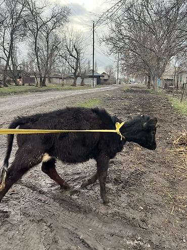 тай нарын: Продаю | Музоо, торпок | Алатауская | На забой, Для молока | Отела не было — 6
