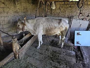 Другие животные: Продаю | Корова (самка) | Привязанные — 2