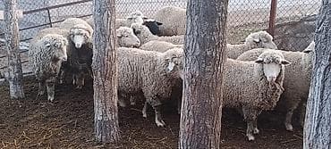 брудер для кур: Продаю | Баран (самец) | Меринос | На забой | Кастрированные — 4